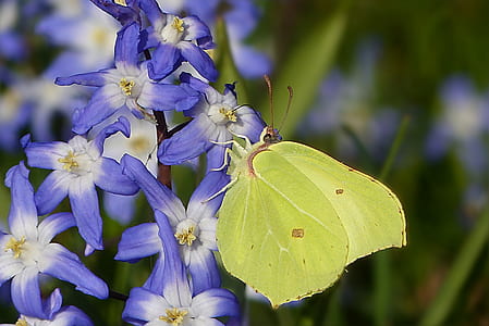 green butterfly on purple flower thumbnail