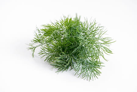 photo of green leafed plant thumbnail