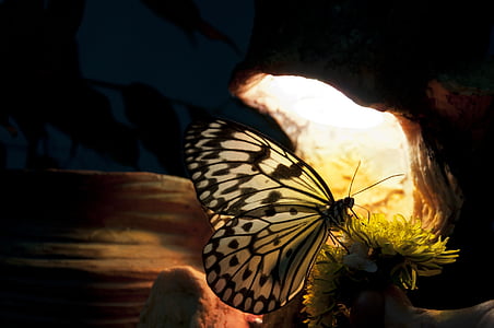 white and black paper kite butterfly on top green leafed plant thumbnail