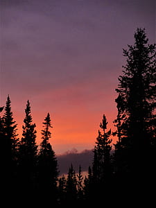 silhouette of trees thumbnail