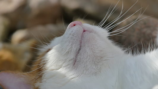 selective focus photography of short-fur white cat thumbnail