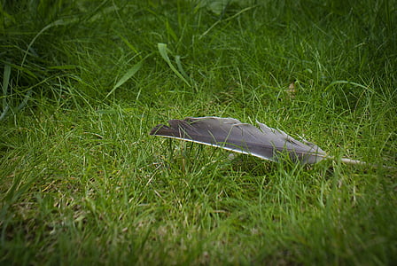 close-up photo of gray and white feather on grass field at daytime thumbnail