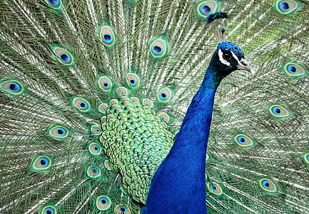 closeup photo of green and blue peacock thumbnail