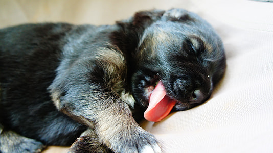 black and brown short coated puppy laying on white bed thumbnail