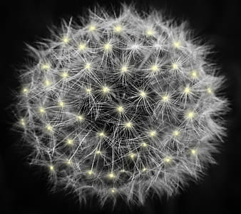 White Dandelion thumbnail