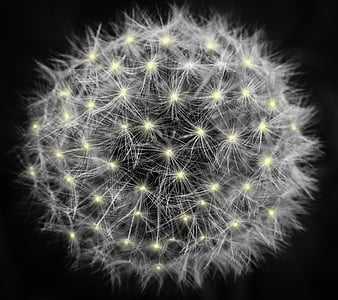 closeup photo of dandelion flower thumbnail