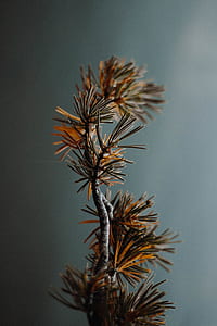 close-up photography of brown and green leaf plant thumbnail