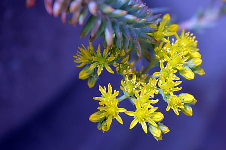Yellow Succulent Flowers Selective-focus Photography thumbnail
