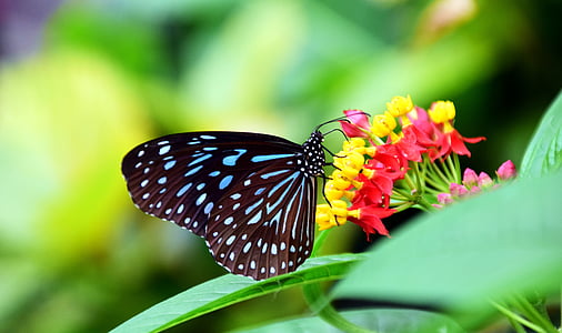 macro photography of butterfly on petaled flower thumbnail