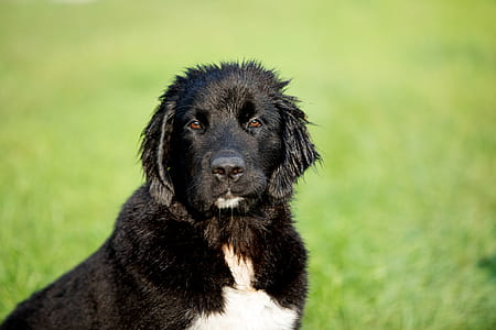 Short-coated Black and White Dog on Lush Pasture Selective Focal Photo thumbnail