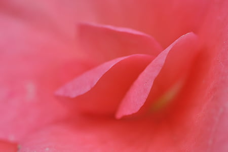 pink flower closeup photography at daytime thumbnail