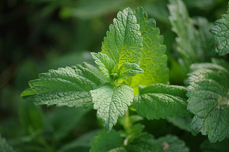 green leafed plant thumbnail