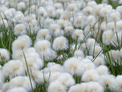 white dandelion field at daytime thumbnail