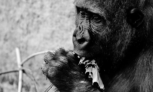 grayscale photography of monkey eating fruit close-up photo thumbnail