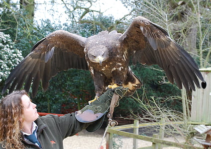 person holding brown eagle thumbnail