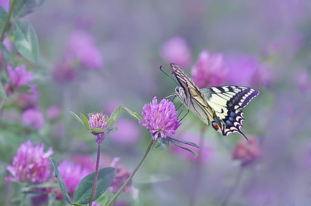 eastern tiger swallowtail butterfly perched on purple petaled flower closeup photography thumbnail