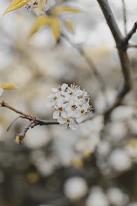 macro shot photo of white flowers on branch thumbnail
