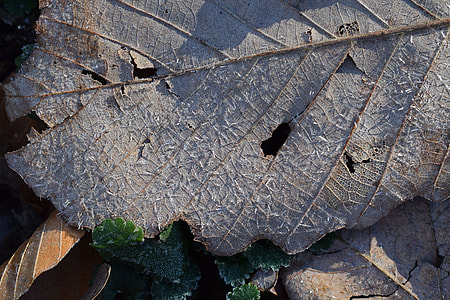 Spring Frost On Fall Leaf, Spring Frost thumbnail