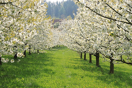 white leafed trees on grass field thumbnail