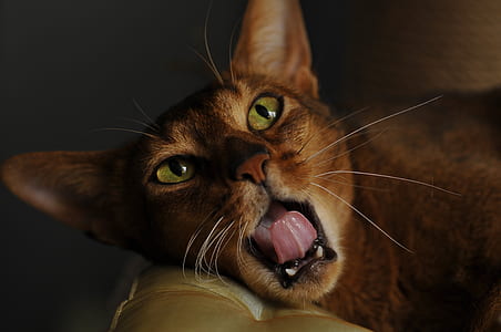 brown cat lying on sofa thumbnail