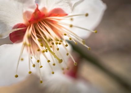 macro photography of white and red petaled flower thumbnail