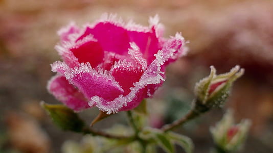 selective focus photography pink flower thumbnail