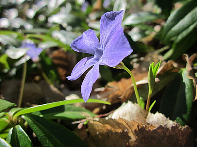 Vinca Minor, Lesser Periwinkle thumbnail