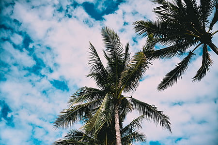 coconut trees under cloudy skies thumbnail