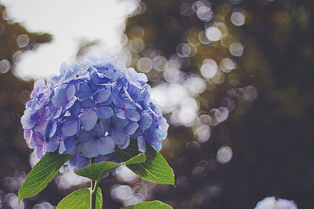 purple Hydrangea flower at daytime at closeup photography thumbnail