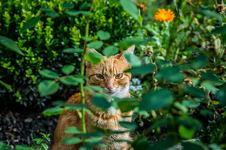 orange tabby cat beside plants thumbnail