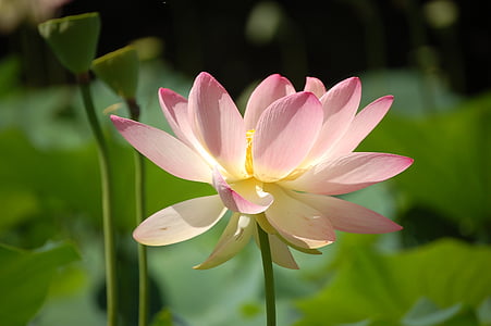 low-angle of lotus flower thumbnail