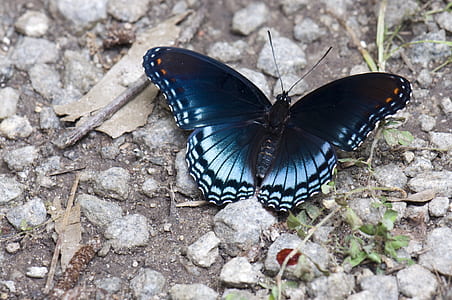 black and white butterfly on gray stones thumbnail