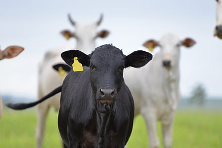 black cow surrounded by white cows thumbnail