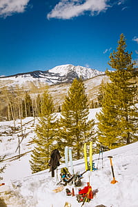 landscape photography of trees thumbnail