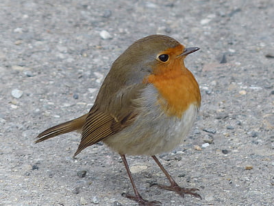 closeup photo of orange and gray sparrow thumbnail