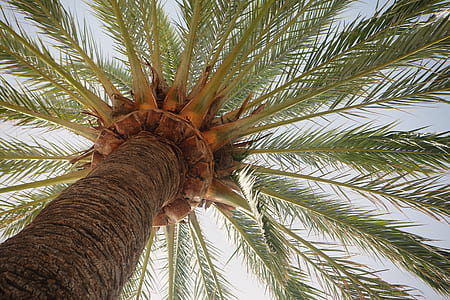 low angle photography of sago palm tree thumbnail