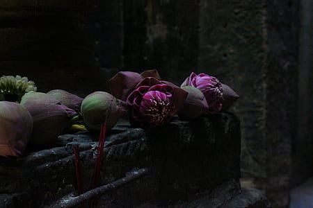 purple and green flowers on top of black rock thumbnail