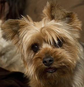 adult brown Yorkshire terrier thumbnail