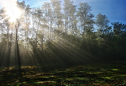 green forest trees under clear blue sky during daytime thumbnail