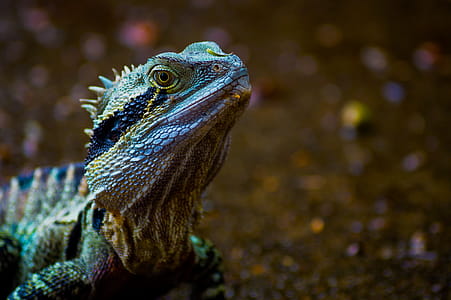 Green Lizard thumbnail