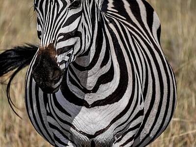 selective focus photography of zebra thumbnail