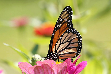 macro photography of queen monarch butterfly on flower thumbnail