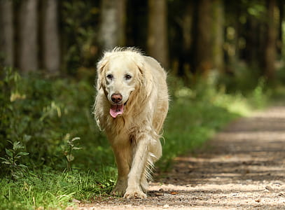 adult golden retriever thumbnail