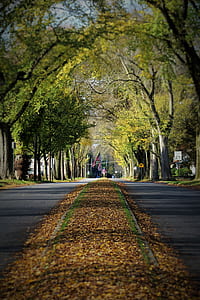 Brown Dried Leaves on Gray Paved Road Surrounded by Green Leaf Trees thumbnail