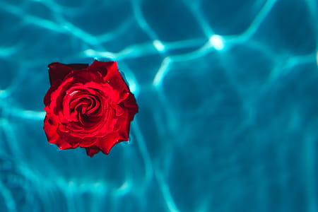 Fresh garden rose on the blue water of a swimming pool on a warm summer day thumbnail