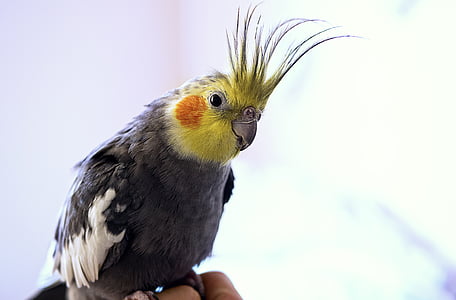 tilt shift lens photography of cockatiel bird thumbnail