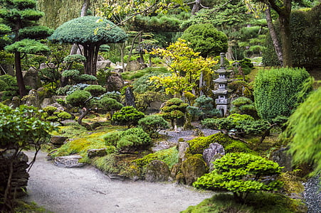 photo of green bonsai plants during daytime thumbnail