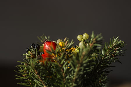 green-leafed plant selective focus photography thumbnail