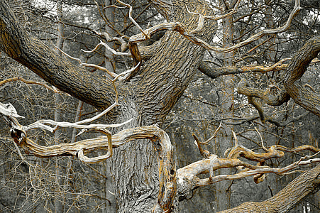view of dead tree thumbnail