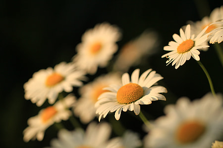 common Daisy selective focus photo thumbnail